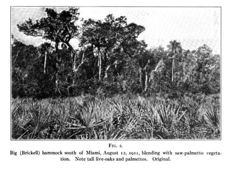 Big Brickell Hammock south of Miami in 1911
