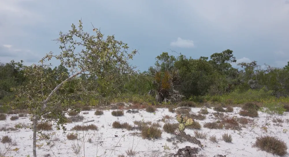 Central Florida scrubland with white sand, scrub oaks, and native vegetation