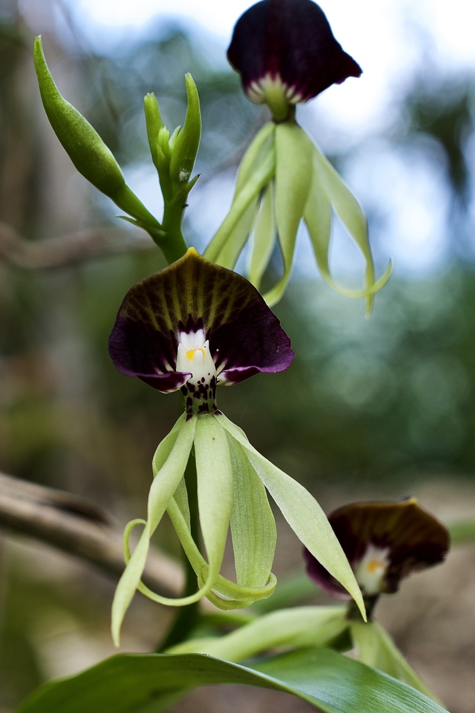 Clamshell orchid Prosthechea cochleata with its distinctive flowers