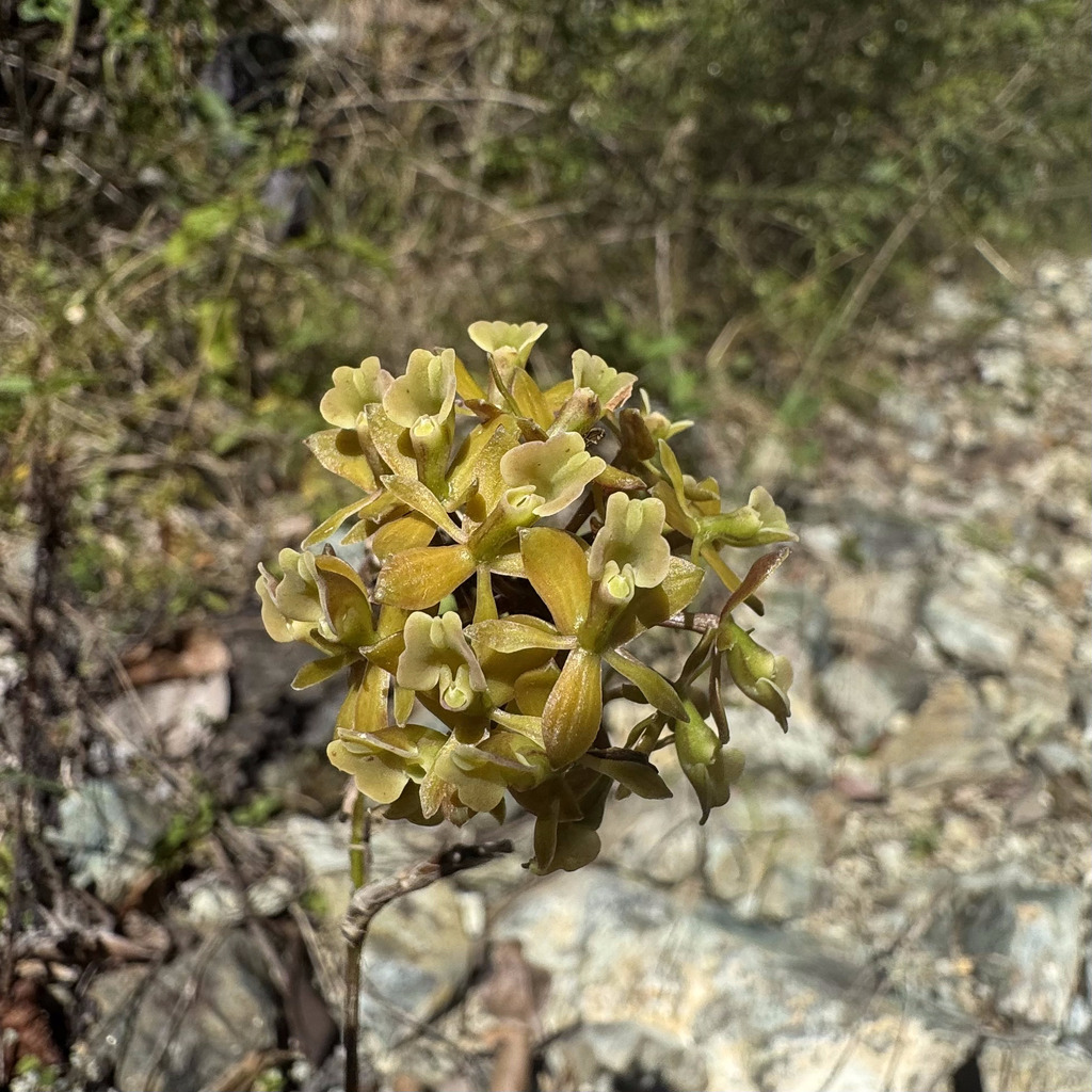 Flowering Epidendrum anceps orchid