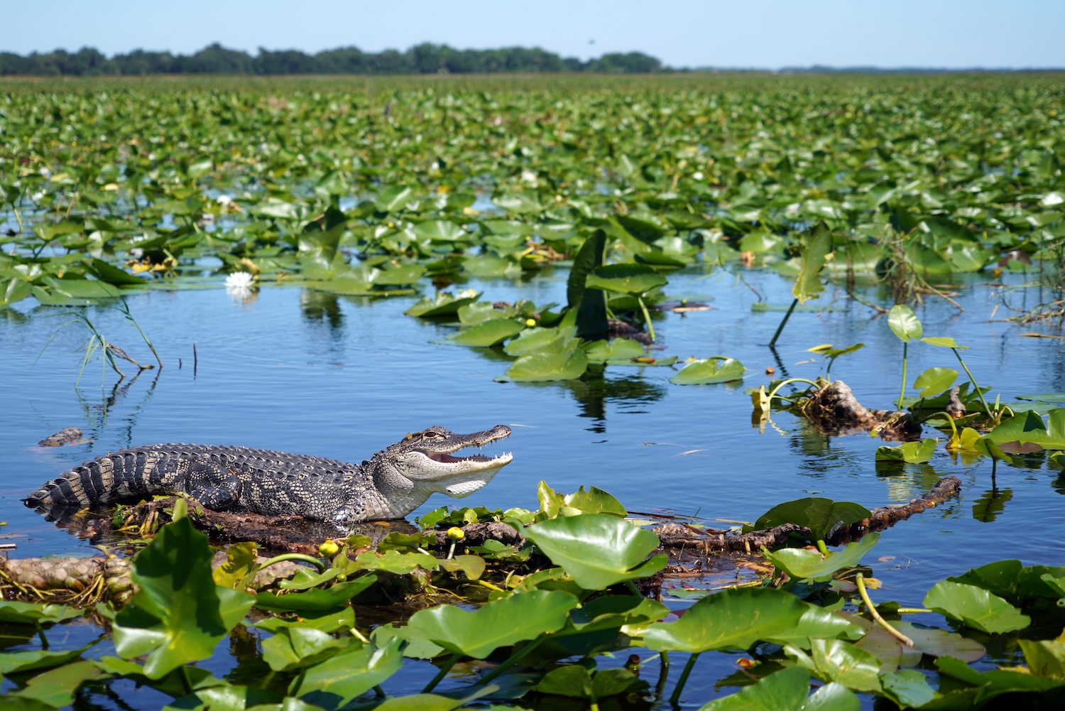 Everglades National Park landscape showing native South Florida habitat