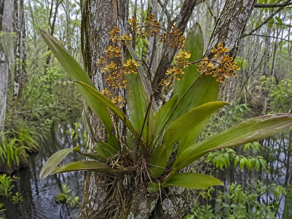 Florida mule ear orchid growing naturally in a tree