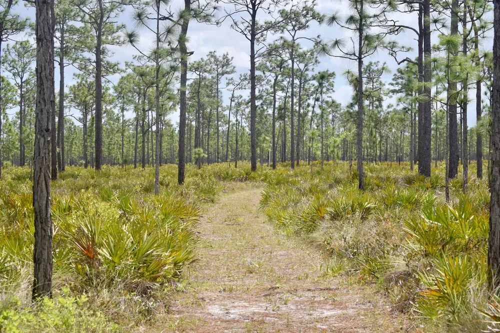 Longleaf pine savanna habitat in Florida