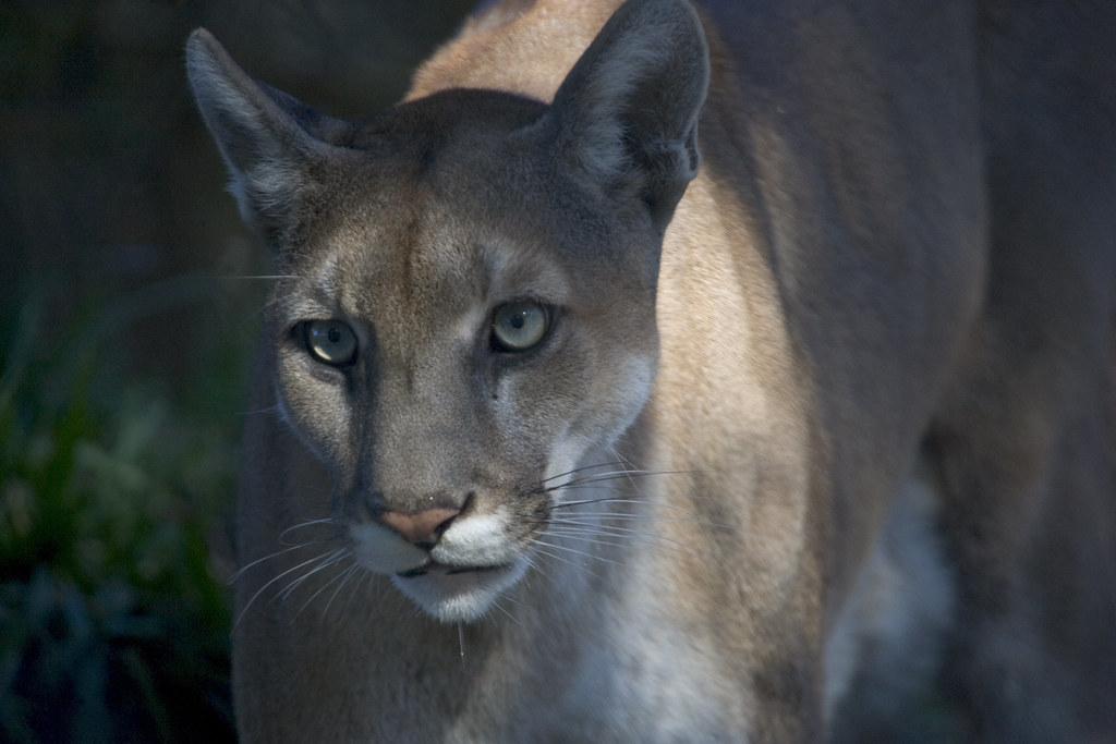 Florida panther photographed by the National Park Service in Everglades National Park