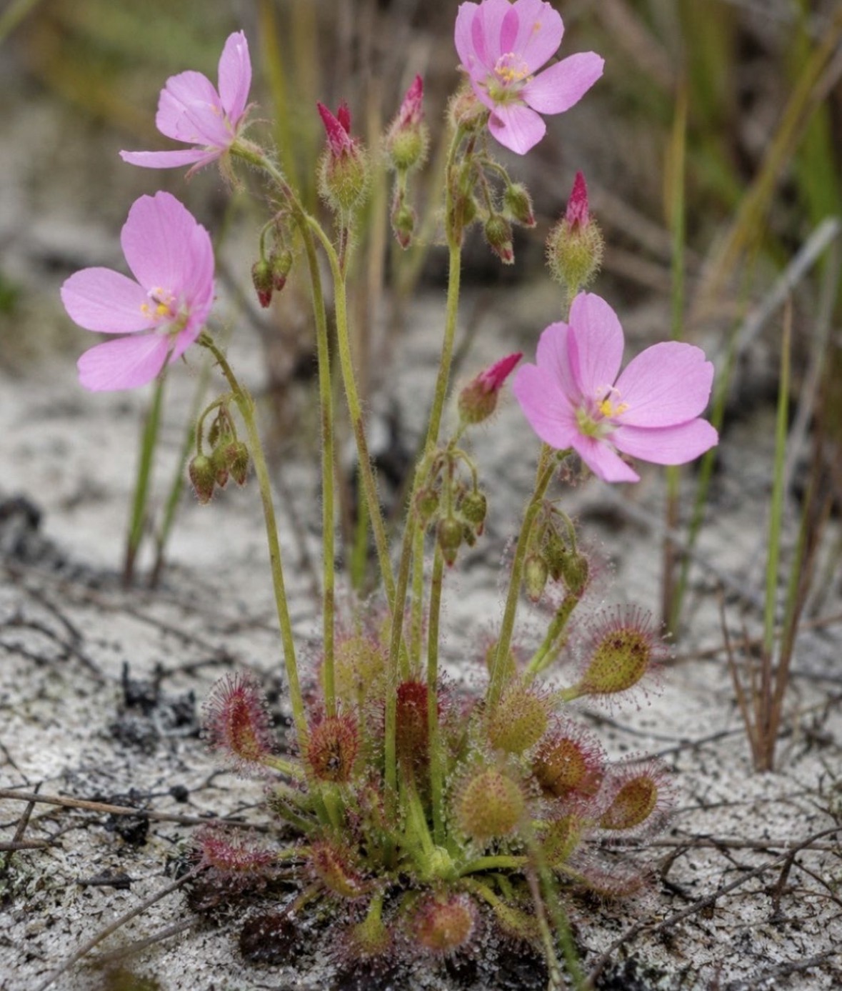 Native Florida sundew showing carnivorous leaves covered in sticky glandular tentacles