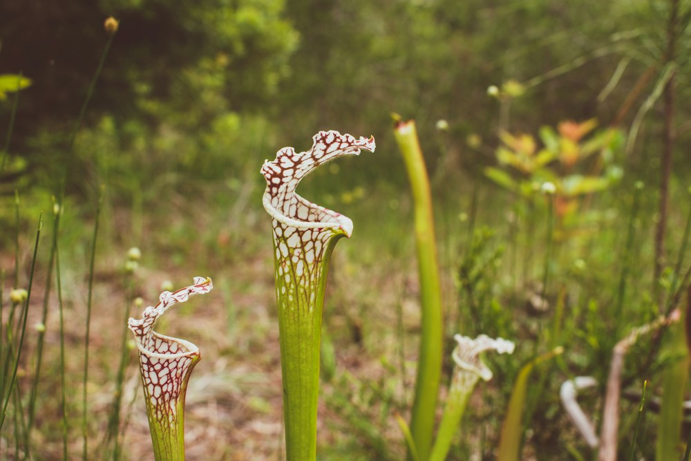 Crimson pitcher plants in a Florida state park