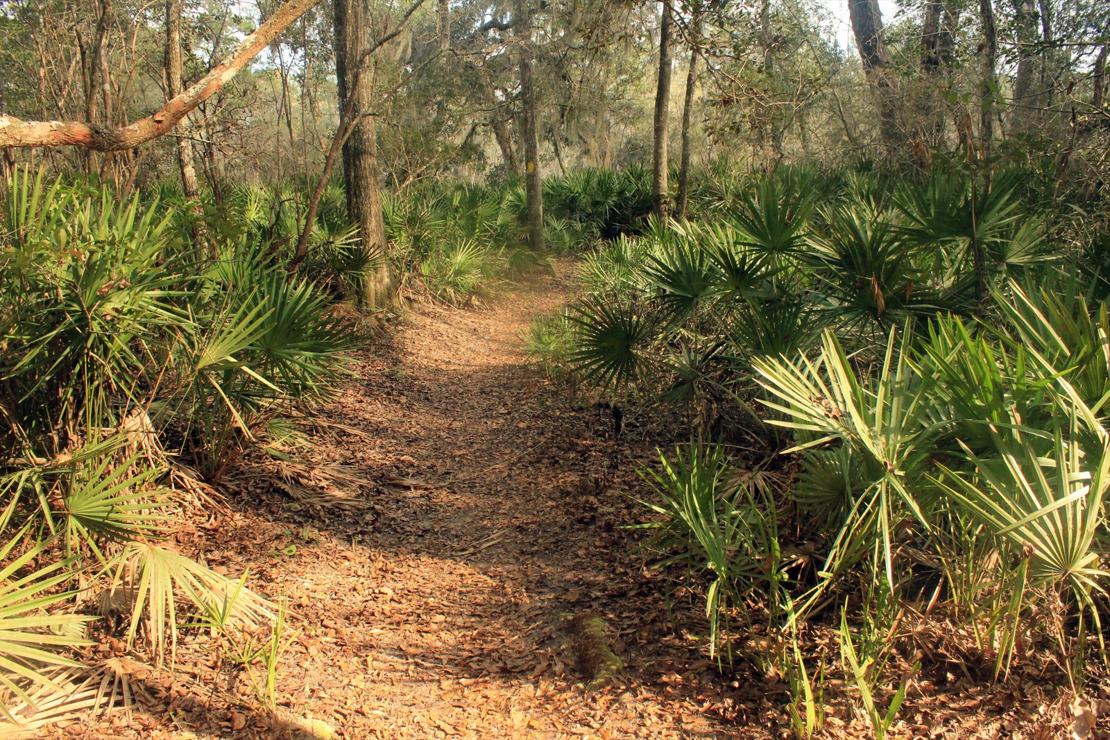 Forest walkway surrounded by native vegetation at Big Shoals State Park