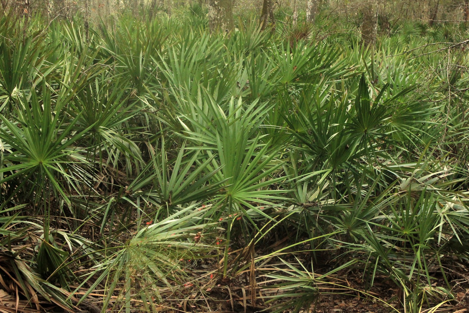 Native palm plants in Big Shoals State Park, Florida