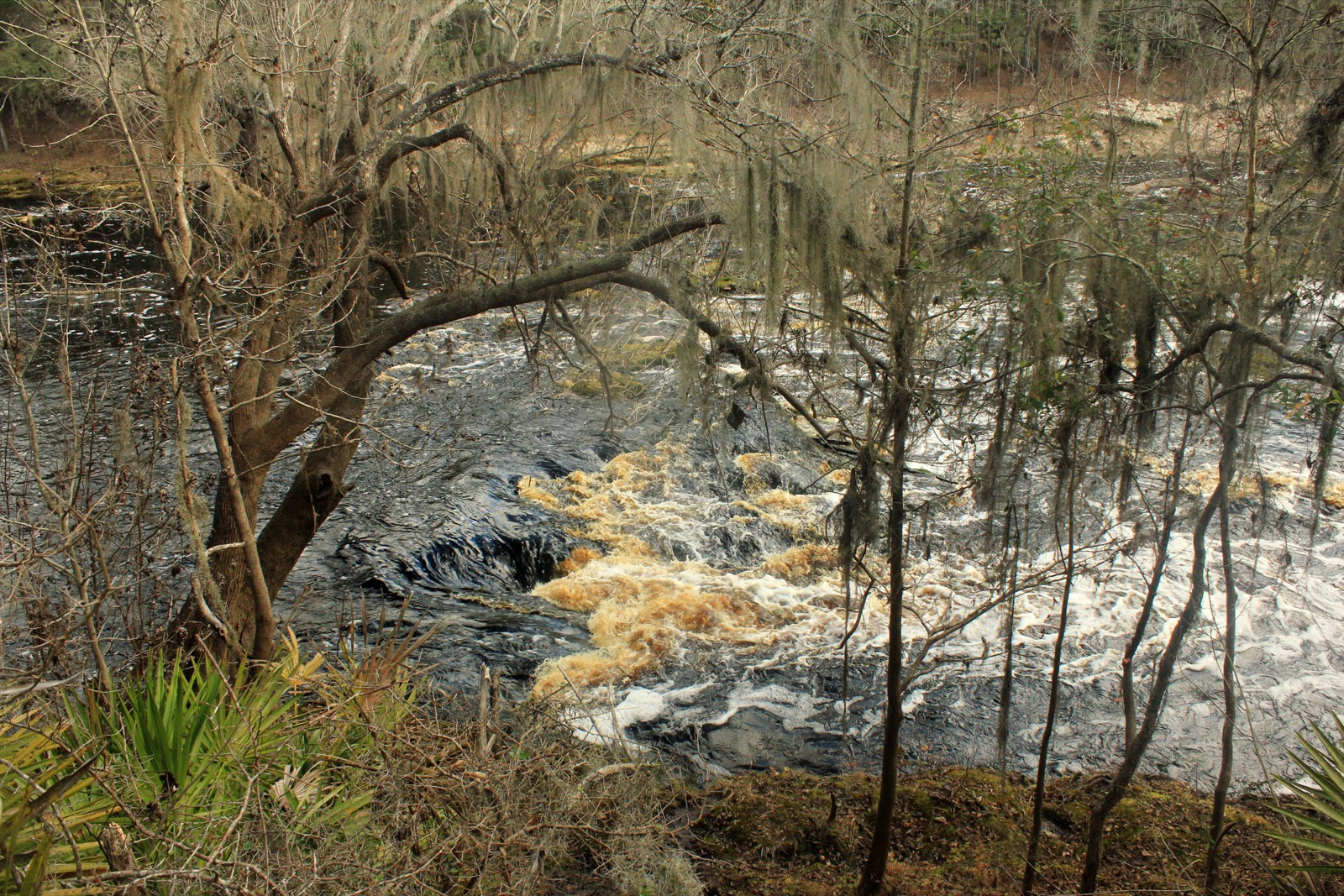 Swirling Suwannee River water at Big Shoals State Park, Florida