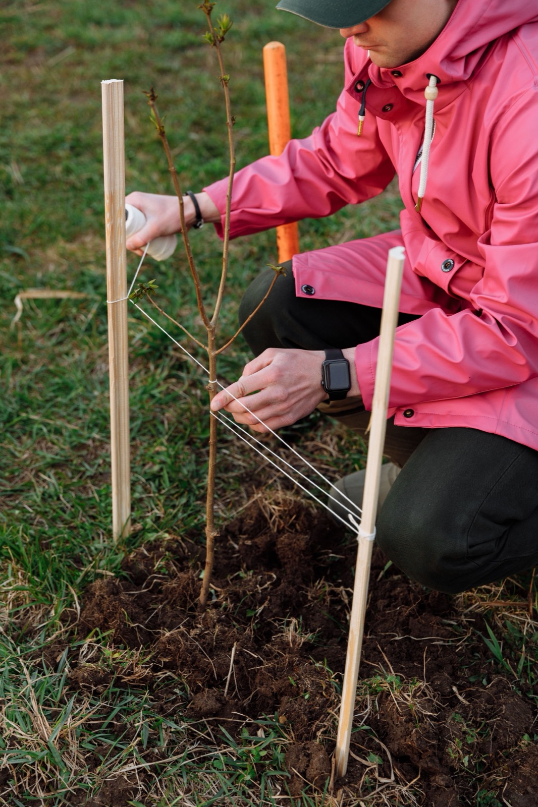 Volunteer securing a young tree during a planting project, photographed by Thirdman