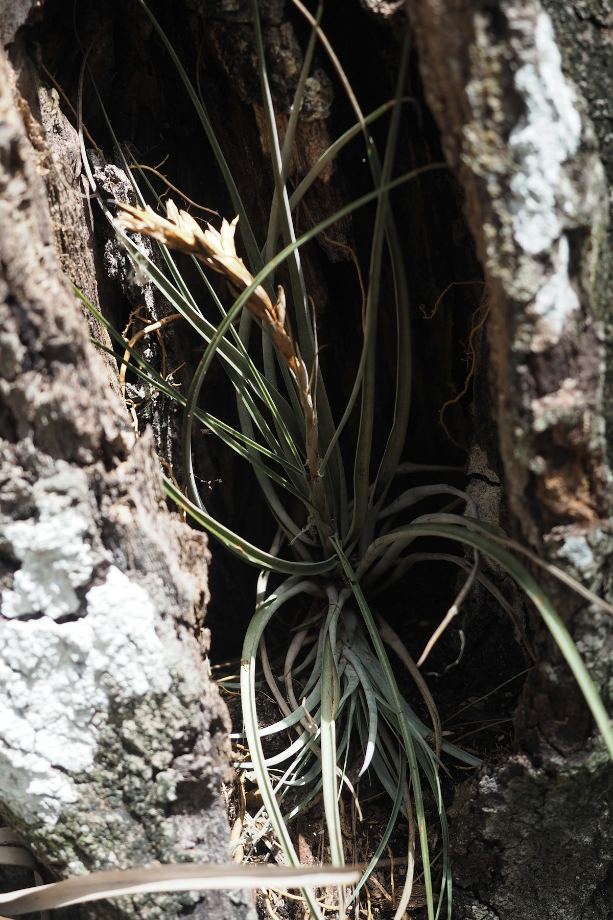 Air plant growing in a crevice of a tree