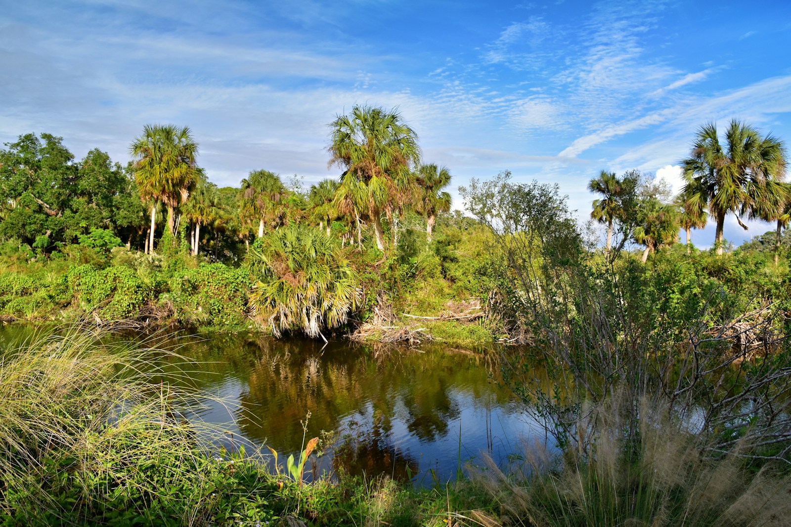 Florida pond surrounded by palm trees beneath a blue sky