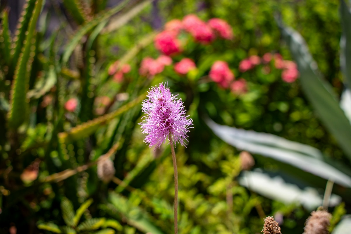 Purple flower blooming among wildflowers in a garden