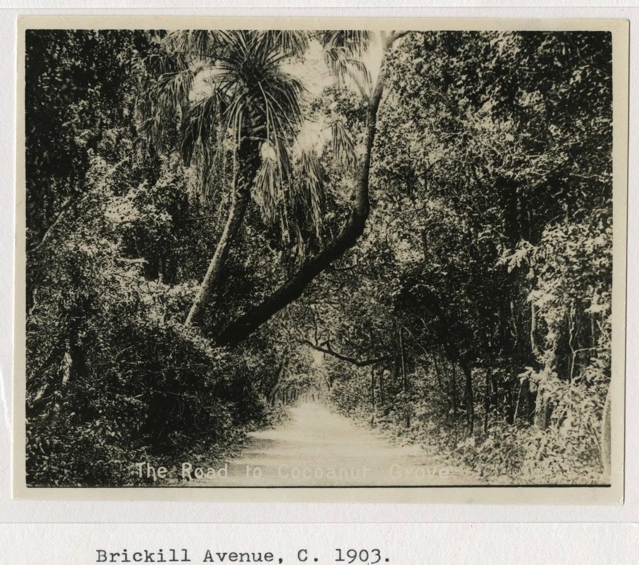 Brickell Avenue in Miami circa 1903 through Brickell Hammock, where Vanilla mexicana once grew abundantly