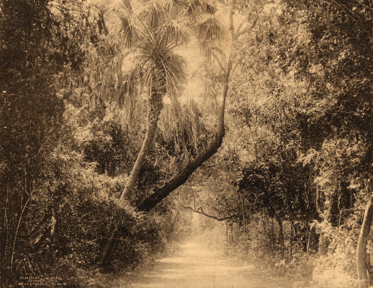 Historic view of Miami's Brickell Hammock around 1910