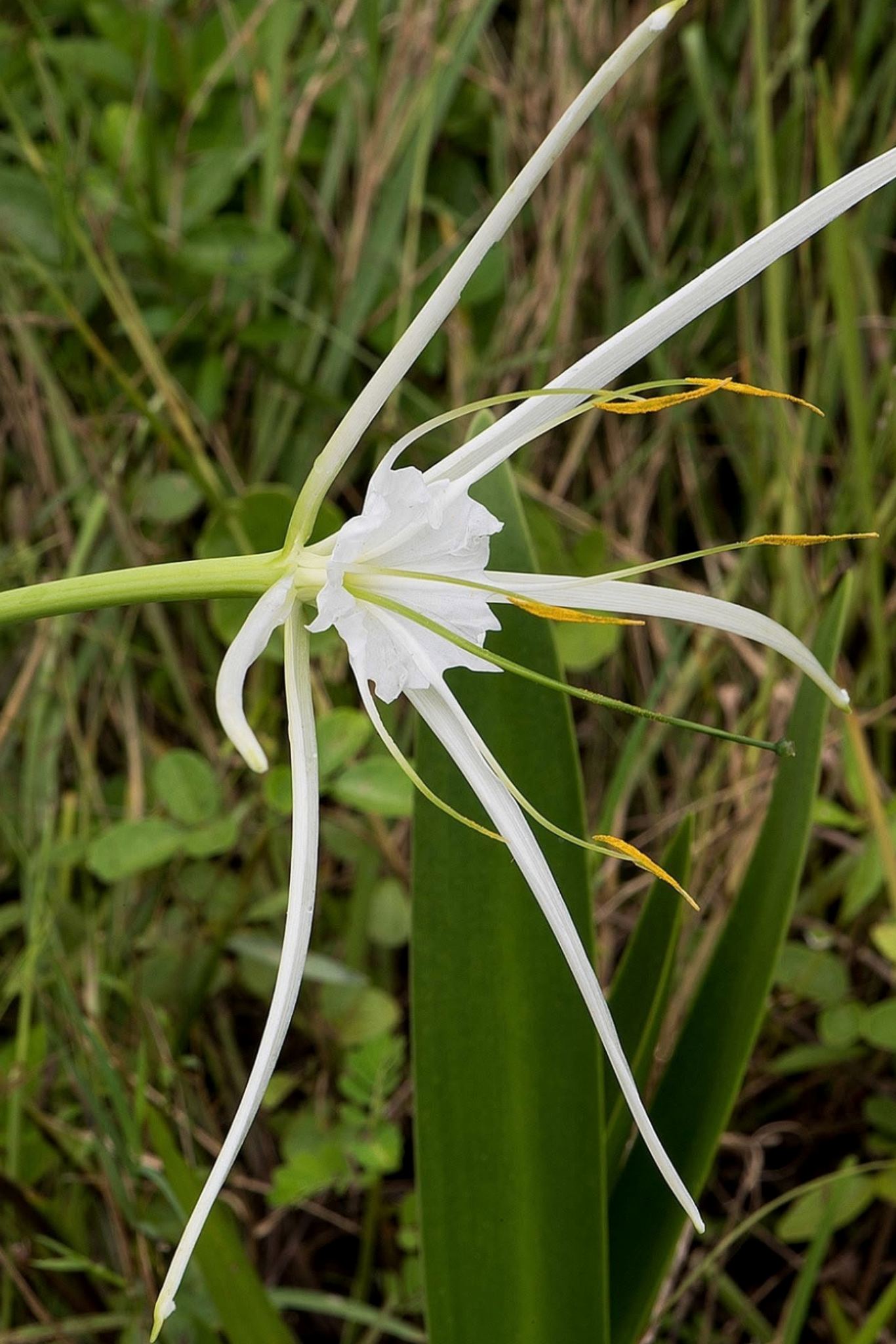 Group of Punta Gorda spider lilies Hymenocallis puntagordensis flowering in Charlotte County Florida