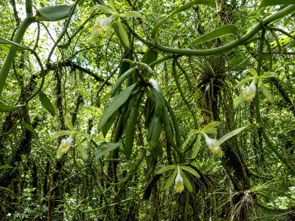 Vanilla phaeantha leafy vanilla orchid growing naturally in Florida