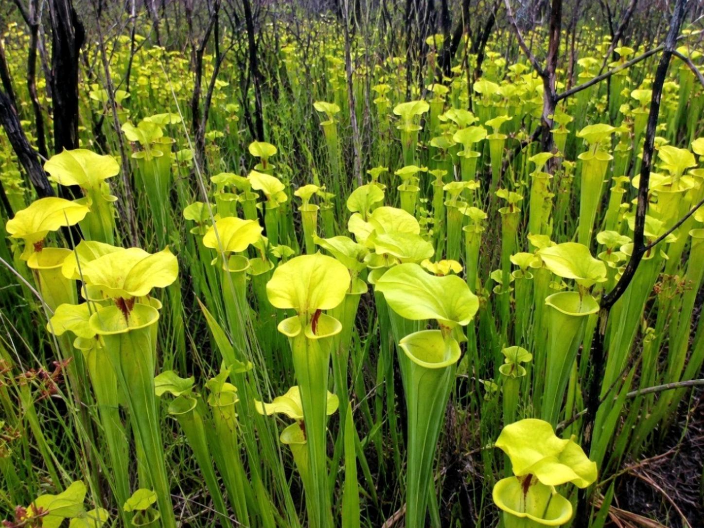 Yellow pitcher plant Sarracenia flava growing in native Florida Panhandle wet prairie habitat