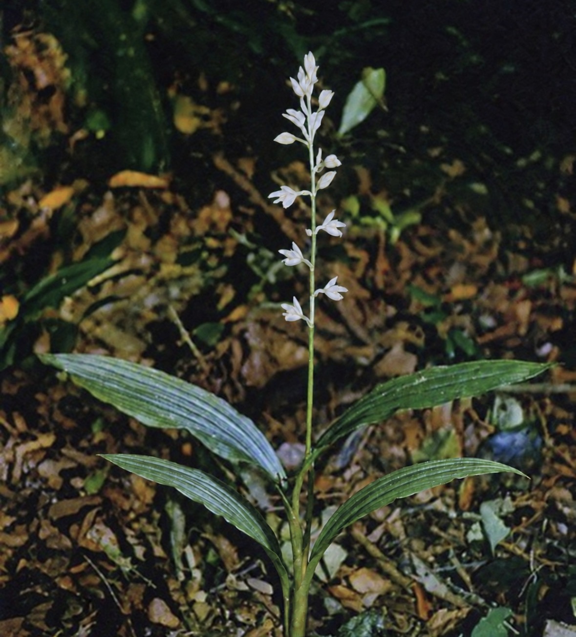 Govenia floridana