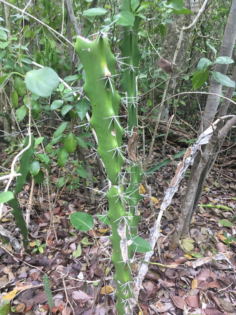 Acanthocereus tetragonus