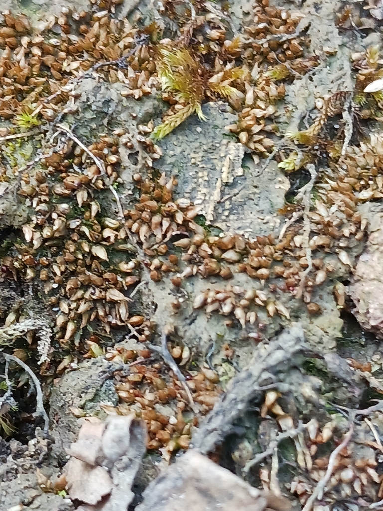 Acaulon muticum