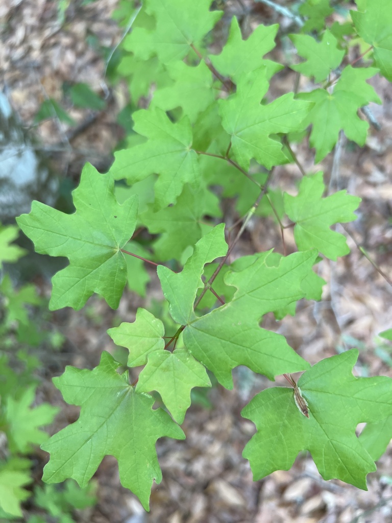 Acer saccharum subsp. floridanum