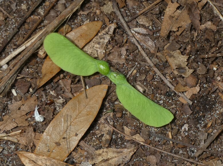 Acer saccharum subsp. leucoderme