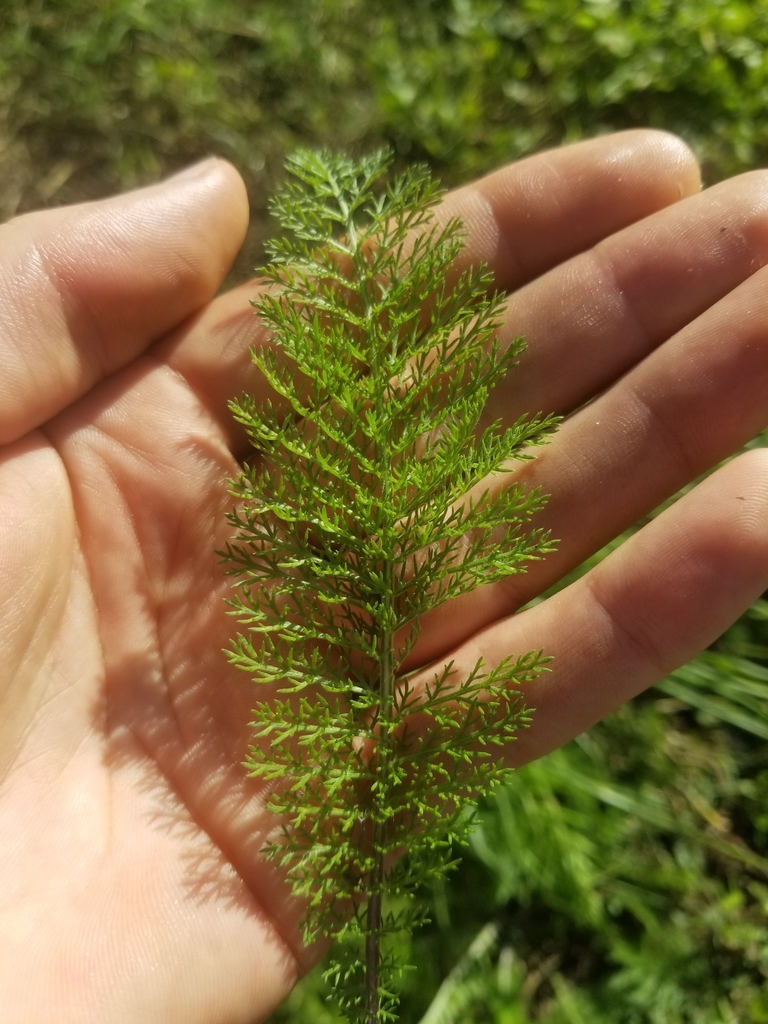 Achillea millefolium