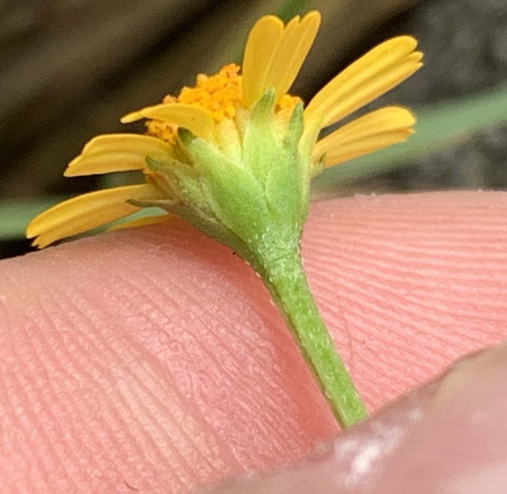 Acmella repens