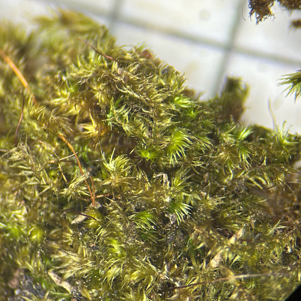 Acroporium smallii