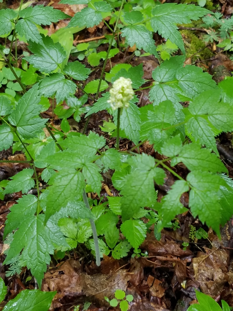 Actaea pachypoda