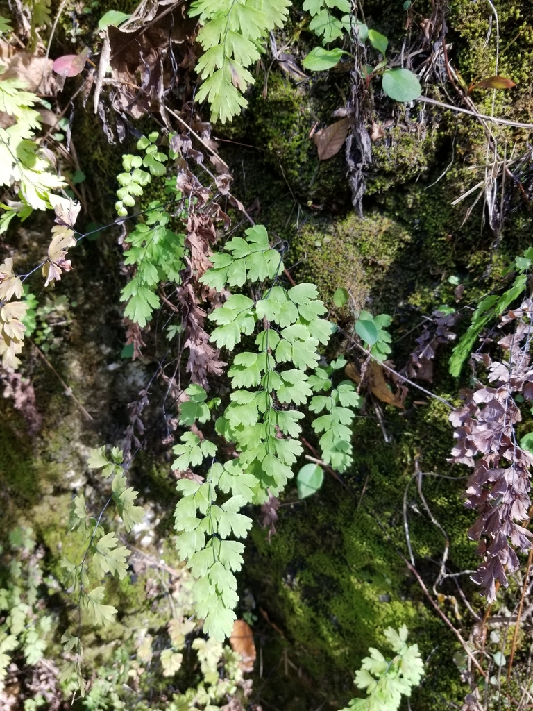 Adiantum capillus-veneris