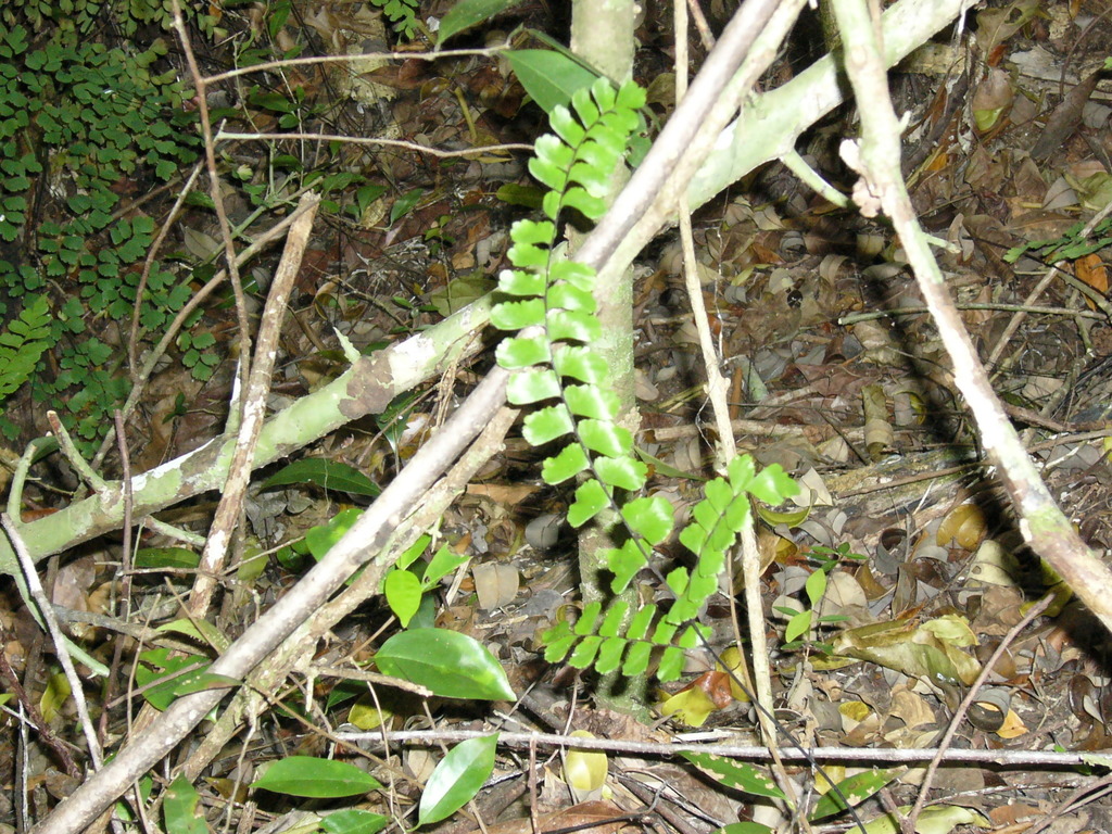 Adiantum melanoleucum