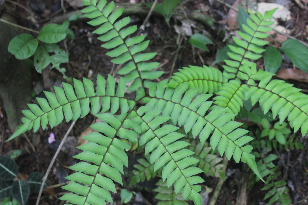Adiantum villosum