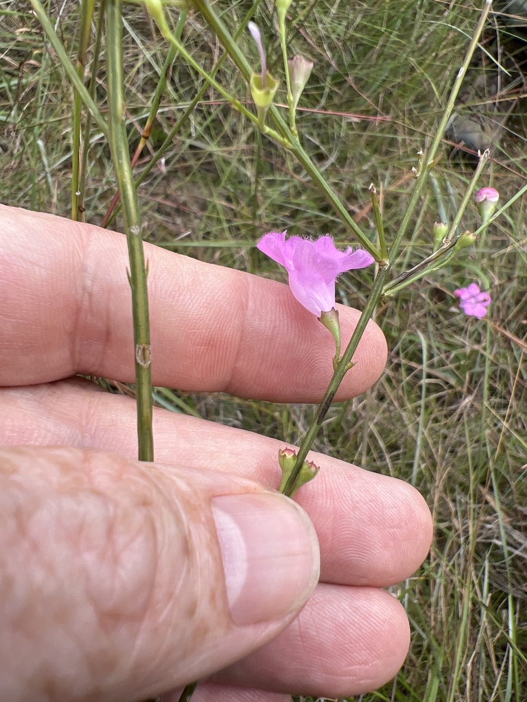 Agalinis aphylla