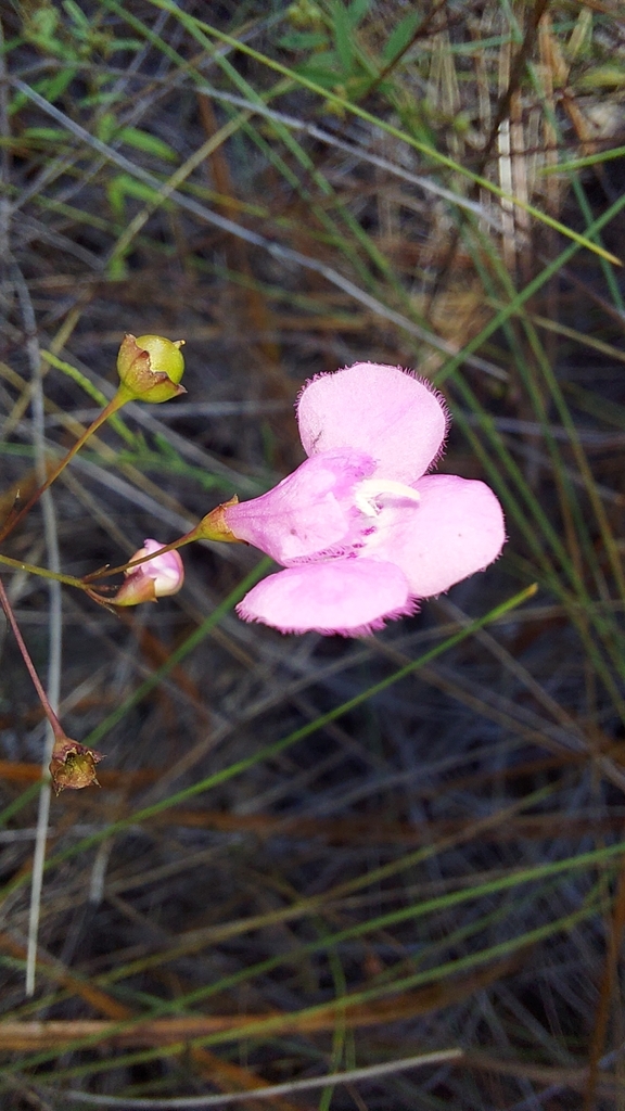 Agalinis divaricata
