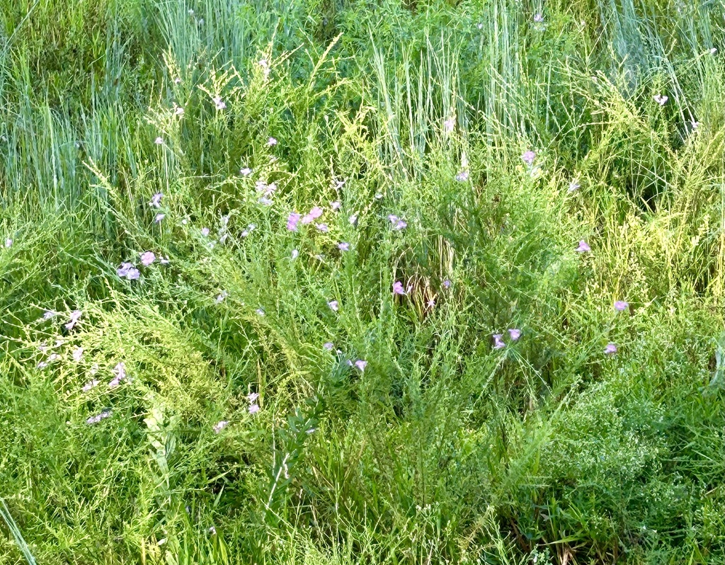 Agalinis fasciculata