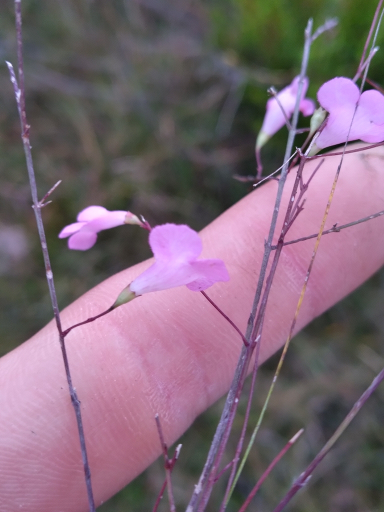 Agalinis filicaulis