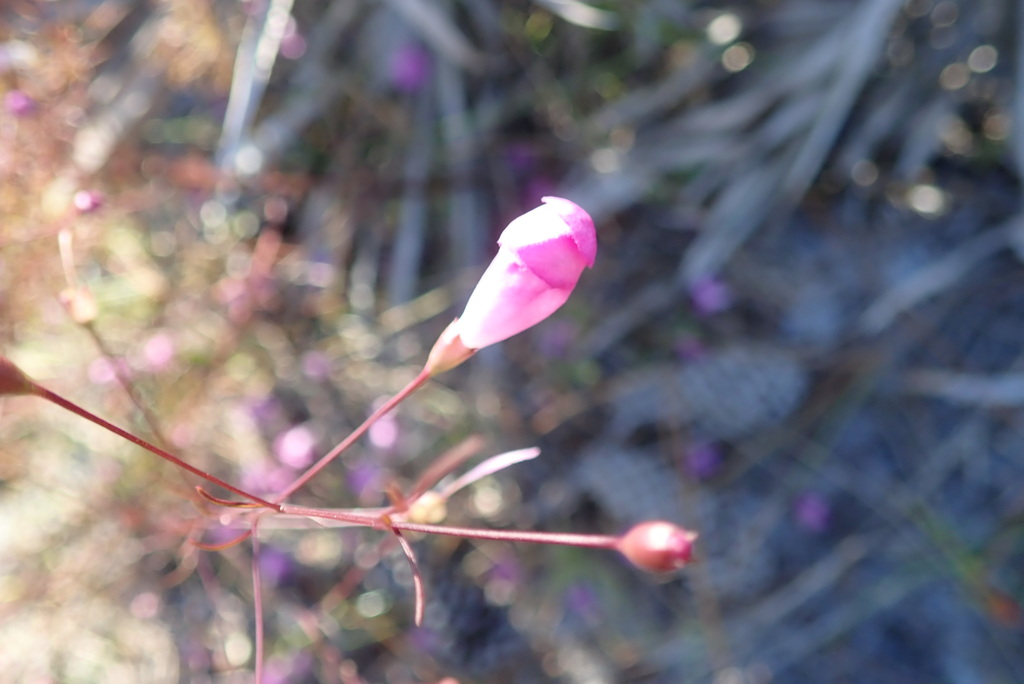 Agalinis filifolia