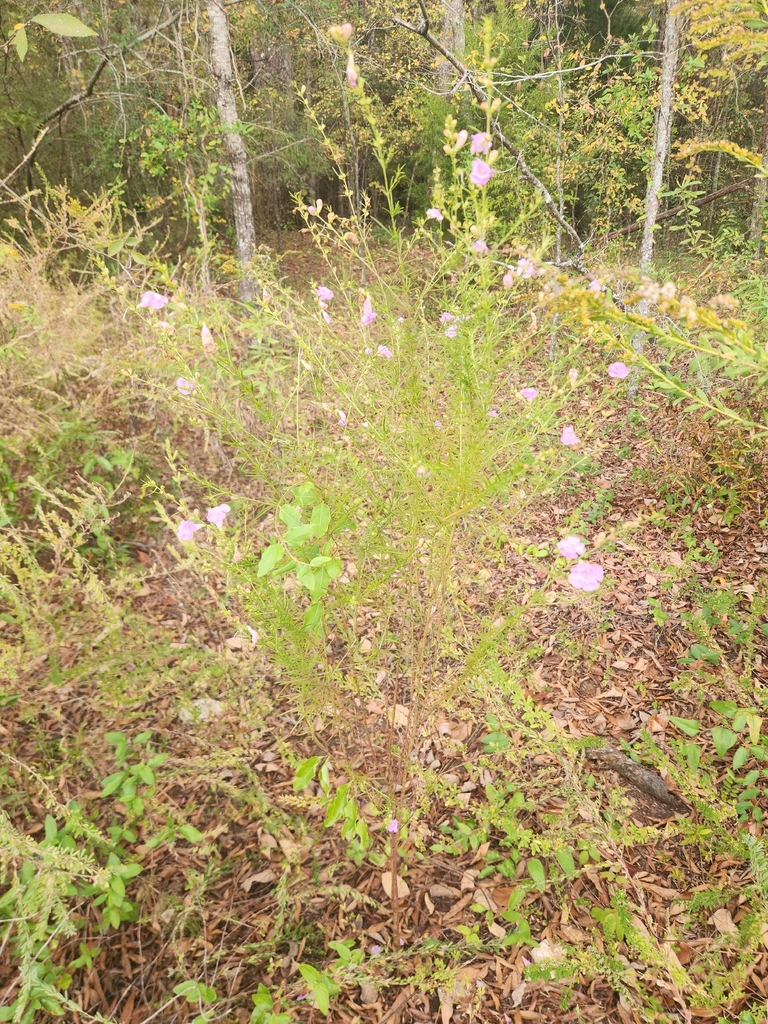 Agalinis georgiana