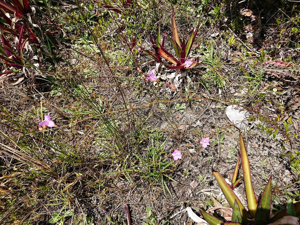 Agalinis harperi
