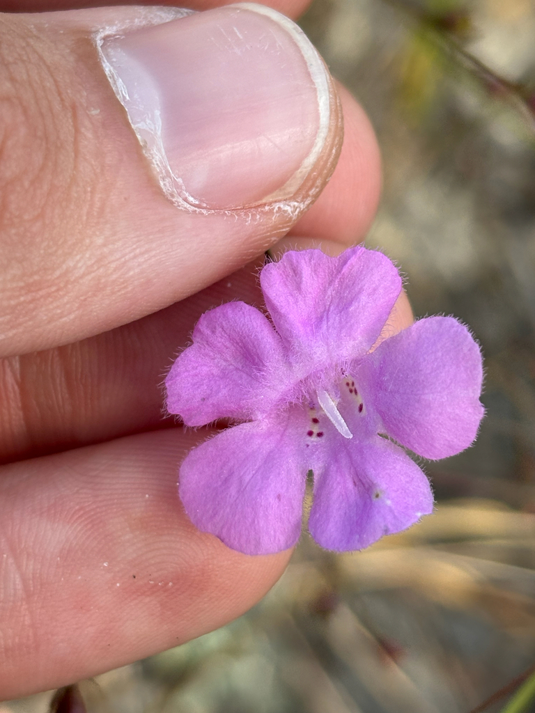 Agalinis plukenetii