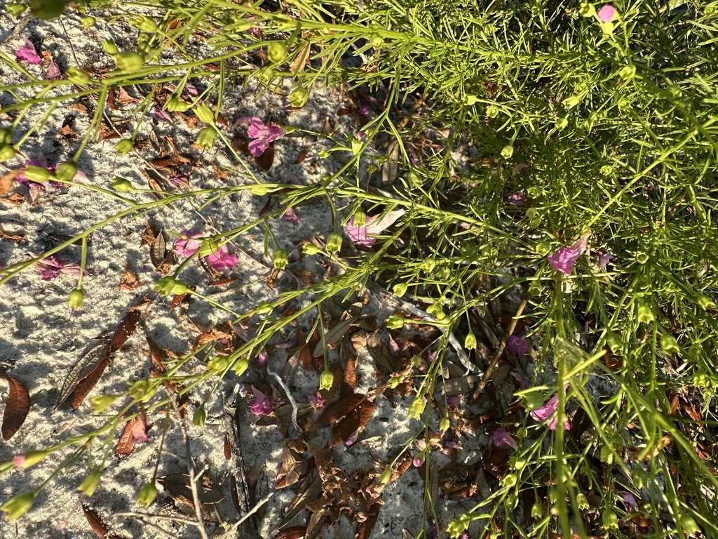 Agalinis pulchella
