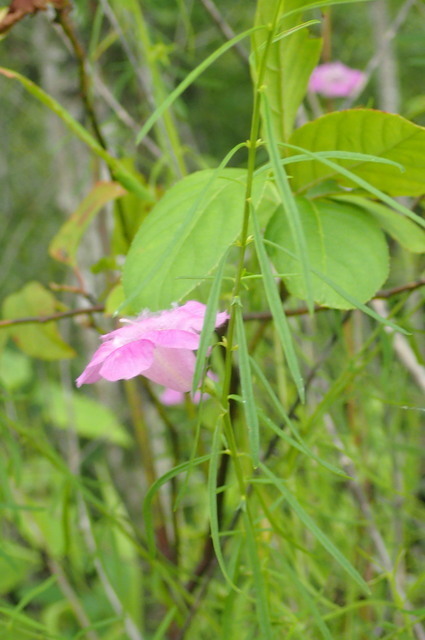 Agalinis purpurea