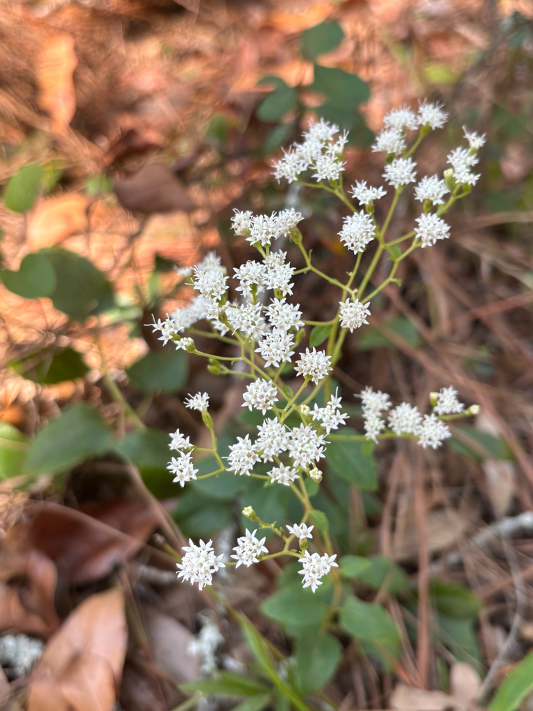 Ageratina aromatica