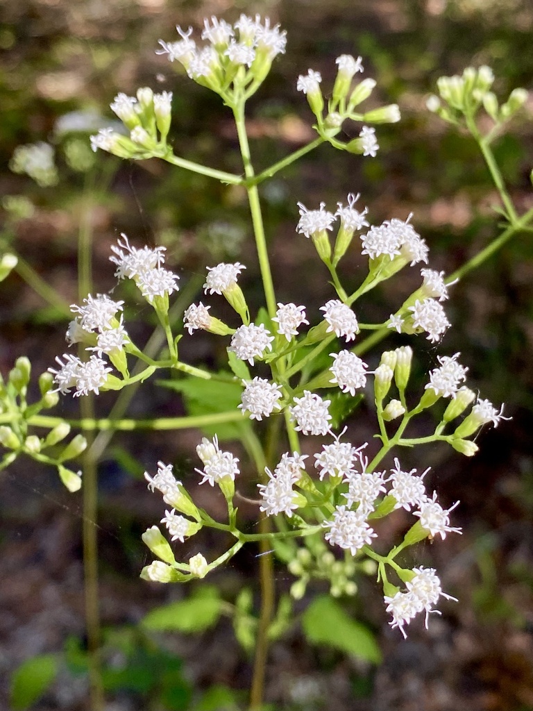 Ageratina jucunda