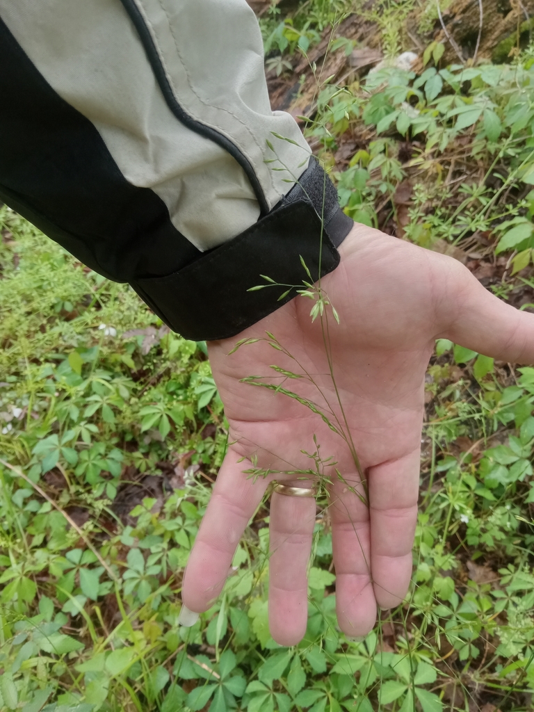 Agrostis perennans