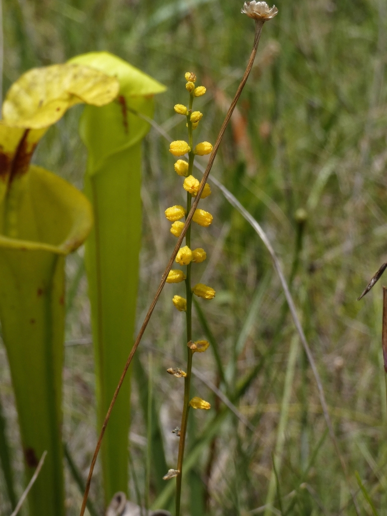 Aletris aurea