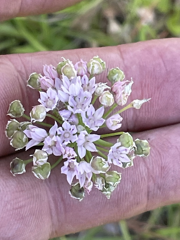Allium canadense var. mobilense