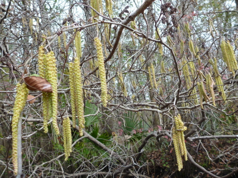 Alnus serrulata